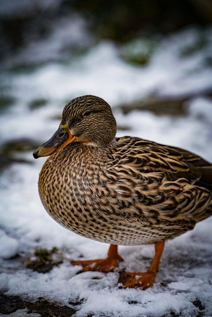 Free download duck bird water bird wildlife free picture to be edited with GIMP free online image editor