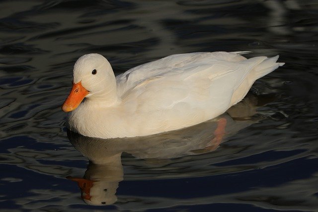 Free download Duck Bird Waterfowl -  free photo or picture to be edited with GIMP online image editor