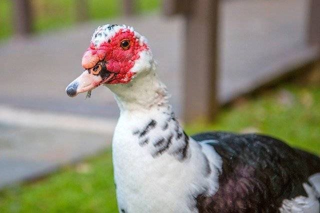 ดาวน์โหลดฟรี Duck Fowl Red - ภาพถ่ายหรือรูปภาพฟรีที่จะแก้ไขด้วยโปรแกรมแก้ไขรูปภาพออนไลน์ GIMP