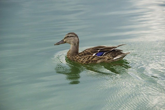 Free download duck goose water birds canadian free picture to be edited with GIMP free online image editor