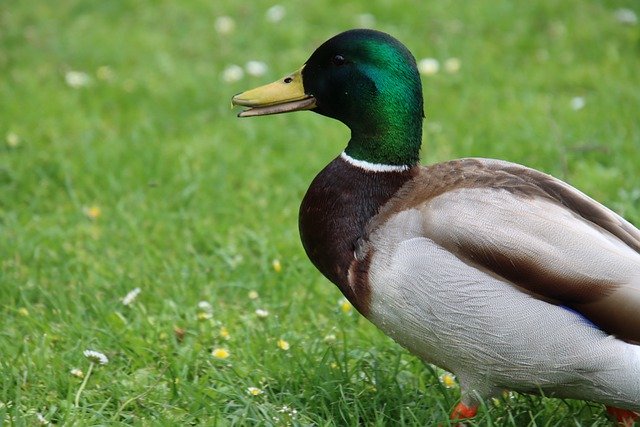 Free download duck mallard bird meadow nature free picture to be edited with GIMP free online image editor