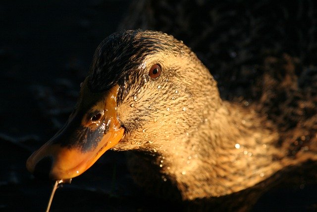 Free download duck mallard female animal free picture to be edited with GIMP free online image editor