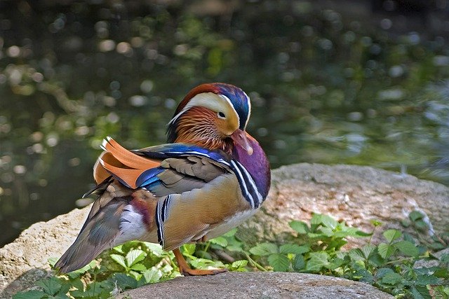 Free download duck mandarin duck bird plumage free picture to be edited with GIMP free online image editor