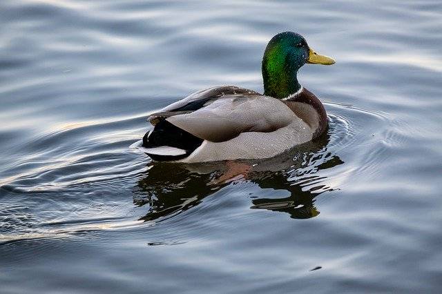 Muat turun percuma Duck Scotland Water - foto atau gambar percuma percuma untuk diedit dengan editor imej dalam talian GIMP