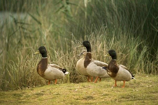 Ücretsiz indir Ducks Laguna Water - GIMP çevrimiçi resim düzenleyici ile düzenlenecek ücretsiz fotoğraf veya resim