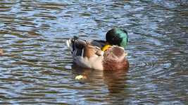 Free download Ducks Pond Swimming -  free video to be edited with OpenShot online video editor