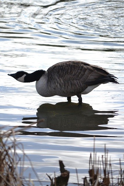 دانلود رایگان Duck Swan Geese - عکس یا عکس رایگان رایگان برای ویرایش با ویرایشگر تصویر آنلاین GIMP