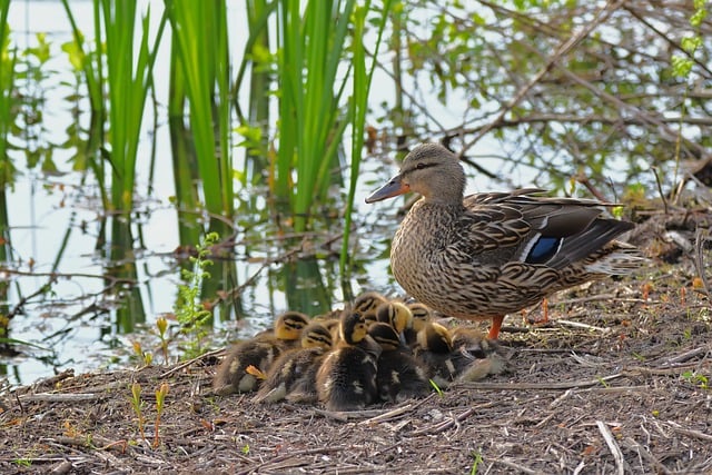 Free download ducks water birds mallard chick free picture to be edited with GIMP free online image editor