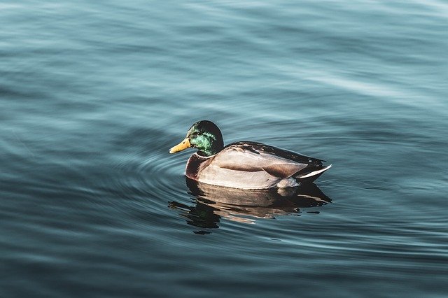 무료 다운로드 Duck Water Plumage - GIMP 온라인 이미지 편집기로 편집할 수 있는 무료 사진 또는 그림