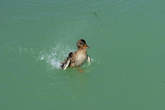 免费下载 Duck Wild Ducks Teal - 可使用 GIMP 在线图像编辑器编辑的免费照片或图片