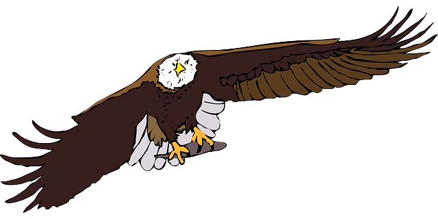 Free download Eagle Bald Bird - Free vector graphic on Pixabay free illustration to be edited with GIMP free online image editor