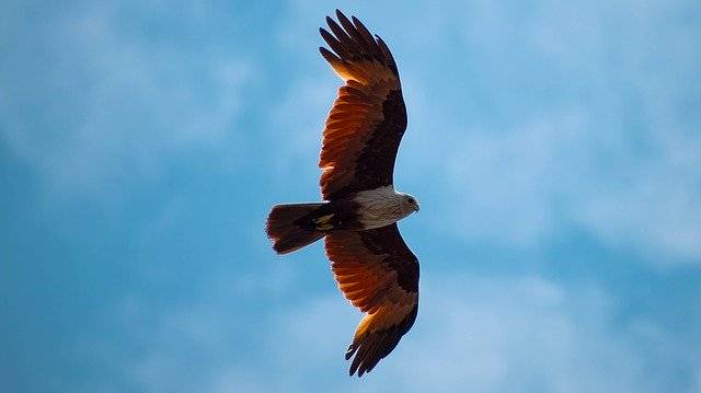 Eagle Bird Flying'i ücretsiz indirin - GIMP çevrimiçi resim düzenleyici ile düzenlenecek ücretsiz fotoğraf veya resim