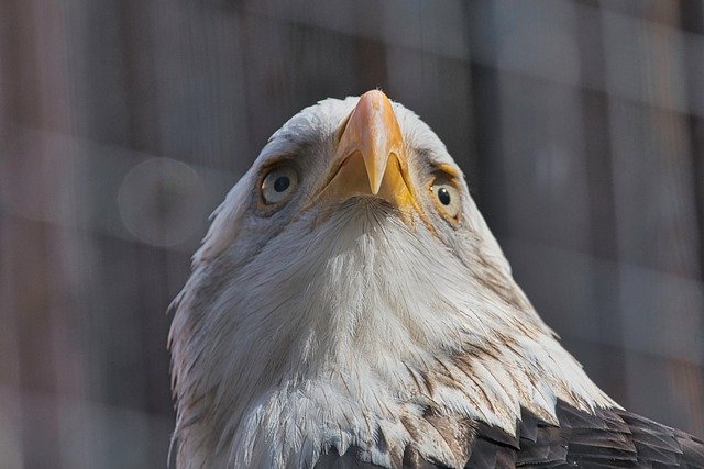 Free download eagle head portrait bald eagle free picture to be edited with GIMP free online image editor