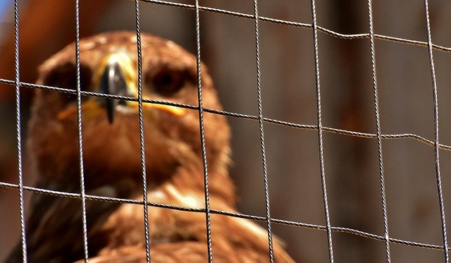 Free download eagle raptor aviary grid free picture to be edited with GIMP free online image editor