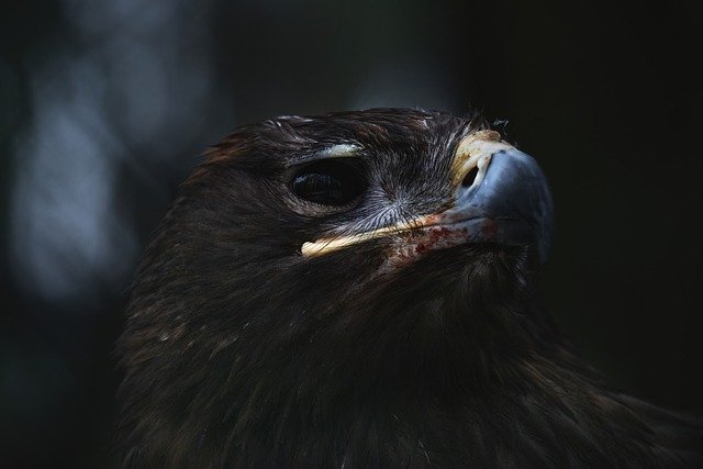 Free download eagle steppe eagle bird of prey free picture to be edited with GIMP free online image editor