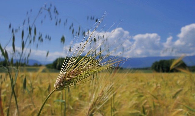 Free download ears barley field landscape free picture to be edited with GIMP free online image editor