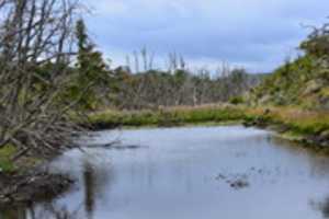 Free download Effect of beavers on Gable Island free photo or picture to be edited with GIMP online image editor