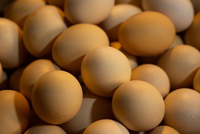 Free download egg chicken poultry health market free picture to be edited with GIMP free online image editor