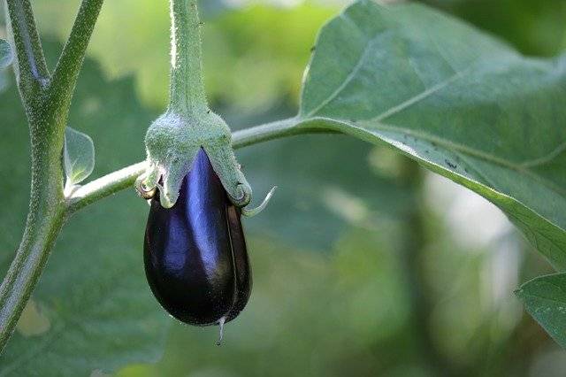 무료 다운로드 Egg Plant Solanum Melongena Dark - 무료 사진 또는 GIMP 온라인 이미지 편집기로 편집할 수 있는 사진