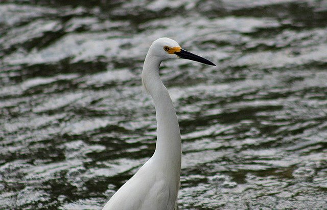 Free download egret bird animal feathers avian free picture to be edited with GIMP free online image editor