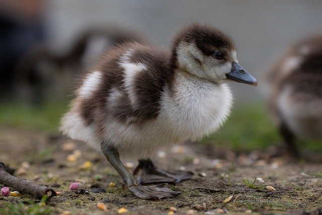 Free download egyptian goose goose gosling baby free picture to be edited with GIMP free online image editor