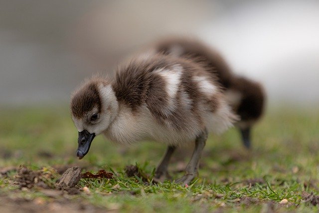 Free download egyptian goose goose gosling bird free picture to be edited with GIMP free online image editor