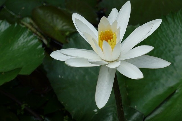 Free download egypt white water lily free picture to be edited with GIMP free online image editor