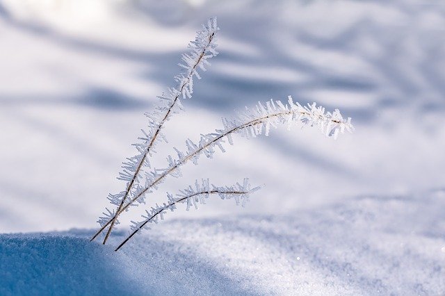 Free download Eiskristalle Blades Of Grass Snow free photo template to be edited with GIMP online image editor