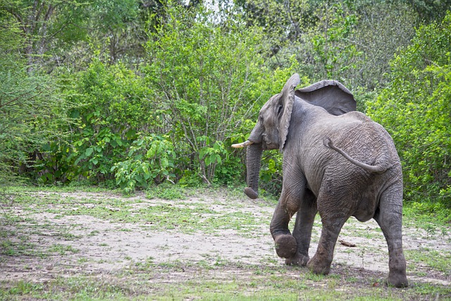 Free download elephant africa safari tanzania free picture to be edited with GIMP free online image editor