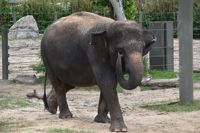 Free download elephant asian elephant wild animal free picture to be edited with GIMP free online image editor