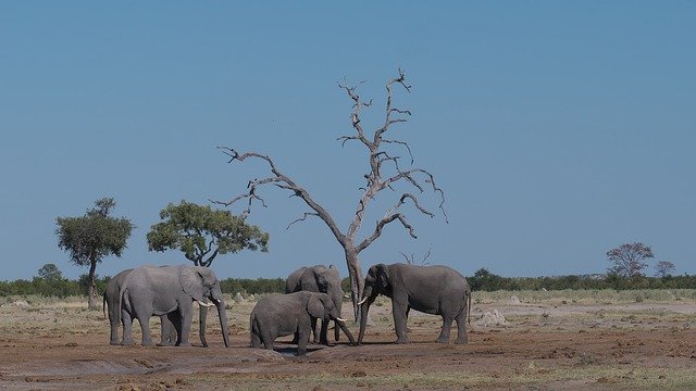 Kostenloser Download Elefantenherde Afrika - kostenloses Foto oder Bild zur Bearbeitung mit GIMP Online-Bildbearbeitung