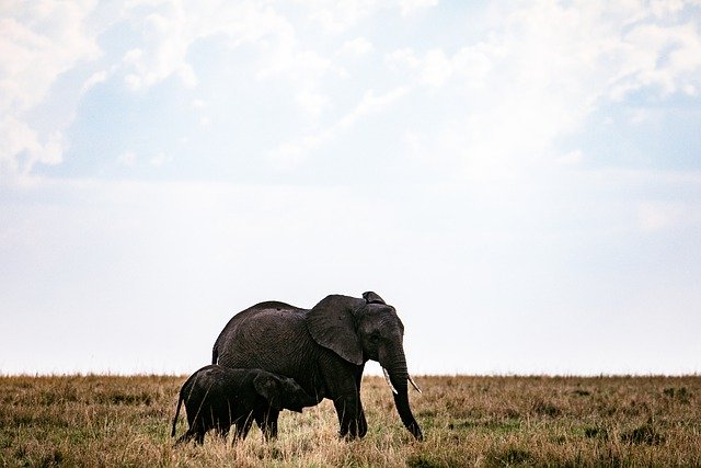 Free download elephant savannah safari wildlife free picture to be edited with GIMP free online image editor