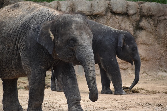 Free download elephants pachyderm asian elephants free picture to be edited with GIMP free online image editor