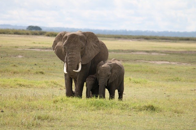 Free download elephants tusk baby plains tembo free picture to be edited with GIMP free online image editor