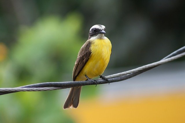 Free download el salvador birds fly nature free picture to be edited with GIMP free online image editor