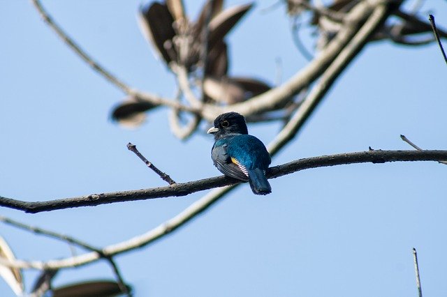 Tải xuống miễn phí hình ảnh miễn phí el salvador trogon trogon caligatus để được chỉnh sửa bằng trình chỉnh sửa hình ảnh trực tuyến miễn phí GIMP