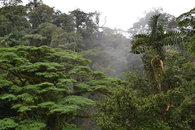 Emergent Layer Costa Rica Growth'u ücretsiz indirin - GIMP çevrimiçi resim düzenleyici ile düzenlenecek ücretsiz fotoğraf veya resim