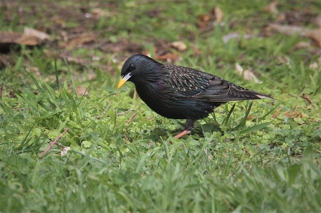 Free download eurasian blackbird black bird free picture to be edited with GIMP free online image editor