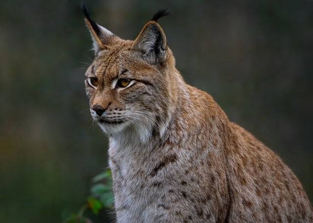 Descărcare gratuită râs eurasiatic lynx pisică sălbatică mamifer imagine gratuită pentru a fi editată cu editorul de imagini online gratuit GIMP