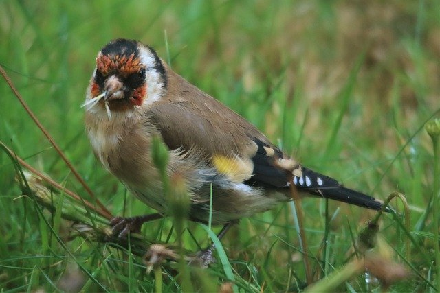 Free download european goldfinch beak small free picture to be edited with GIMP free online image editor