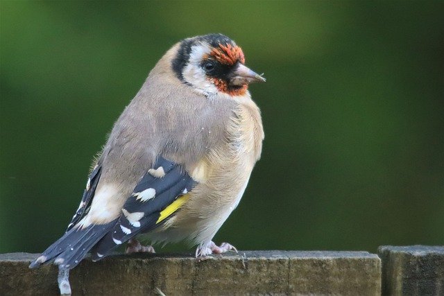 Free download european goldfinch fence songbird free picture to be edited with GIMP free online image editor