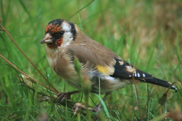 Free download european goldfinch small songbird free picture to be edited with GIMP free online image editor