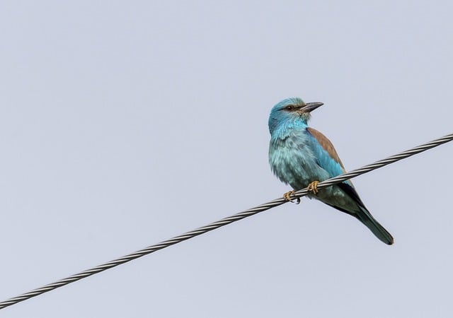 Kostenloser Download des kostenlosen Bildes European Roller Bird Animal Beak, das mit dem kostenlosen Online-Bildeditor GIMP bearbeitet werden kann