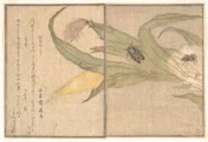 免费下载夜蝉，日暮； Spider, Kumo, from the Picture Book of Crawling Creatures (Ehon mushi erami) 免费照片或图片，可使用 GIMP 在线图像编辑器进行编辑