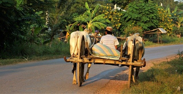 Free download evening going home workman ox free picture to be edited with GIMP free online image editor