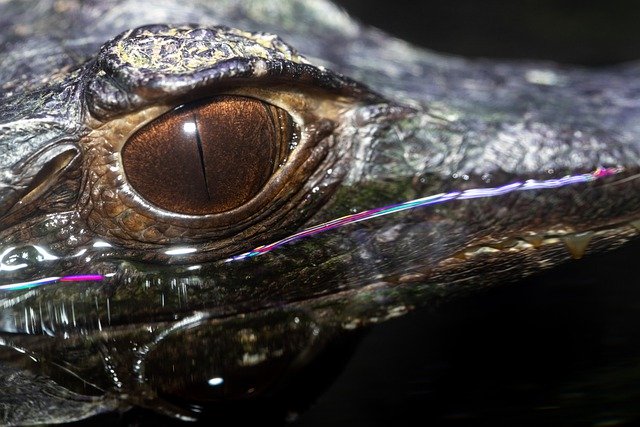 Free download eye alligator reptile animal free picture to be edited with GIMP free online image editor