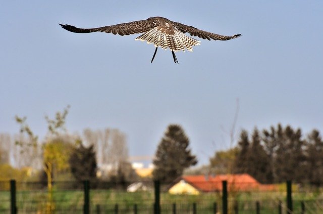 Free download falcon birds of prey bird free picture to be edited with GIMP free online image editor