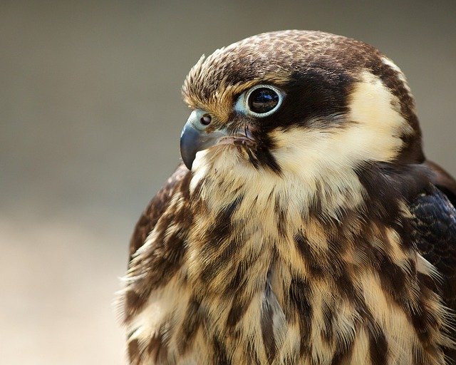 Free download falcon hawk animal bird feathers free picture to be edited with GIMP free online image editor