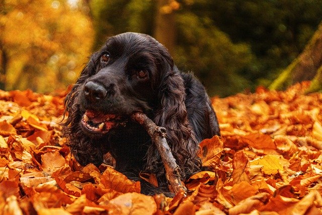 Free download fall autumn black dog dog canine free picture to be edited with GIMP free online image editor