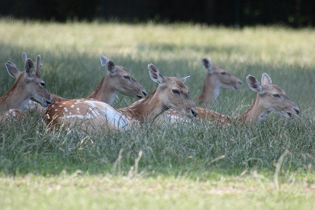 Free download fallow deers deers animals mammals free picture to be edited with GIMP free online image editor